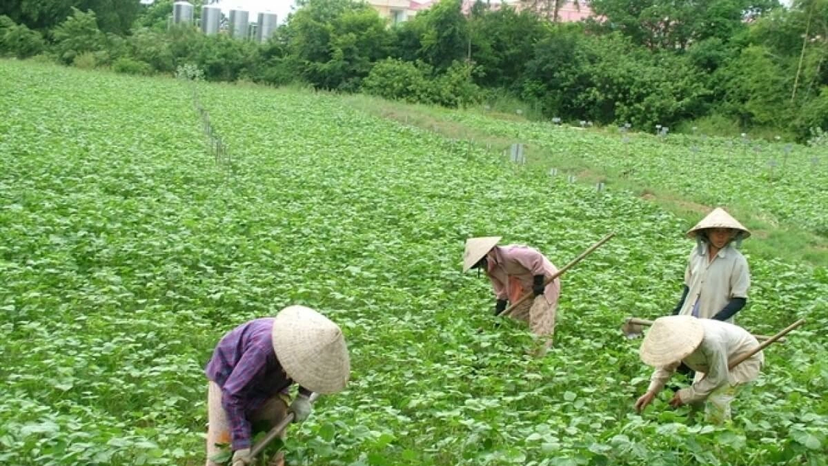 Đất trồng cây hàng năm khác ký hiệu là gì?