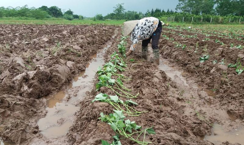 Đất màu là gì? Chuyển đổi đất hoa màu sang đất thổ cư như thế nào?