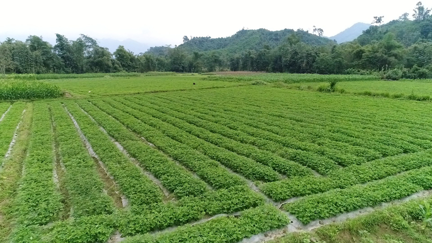 Đất màu là gì và có được chuyển đổi sang đất ở? - Lộc Phát Land