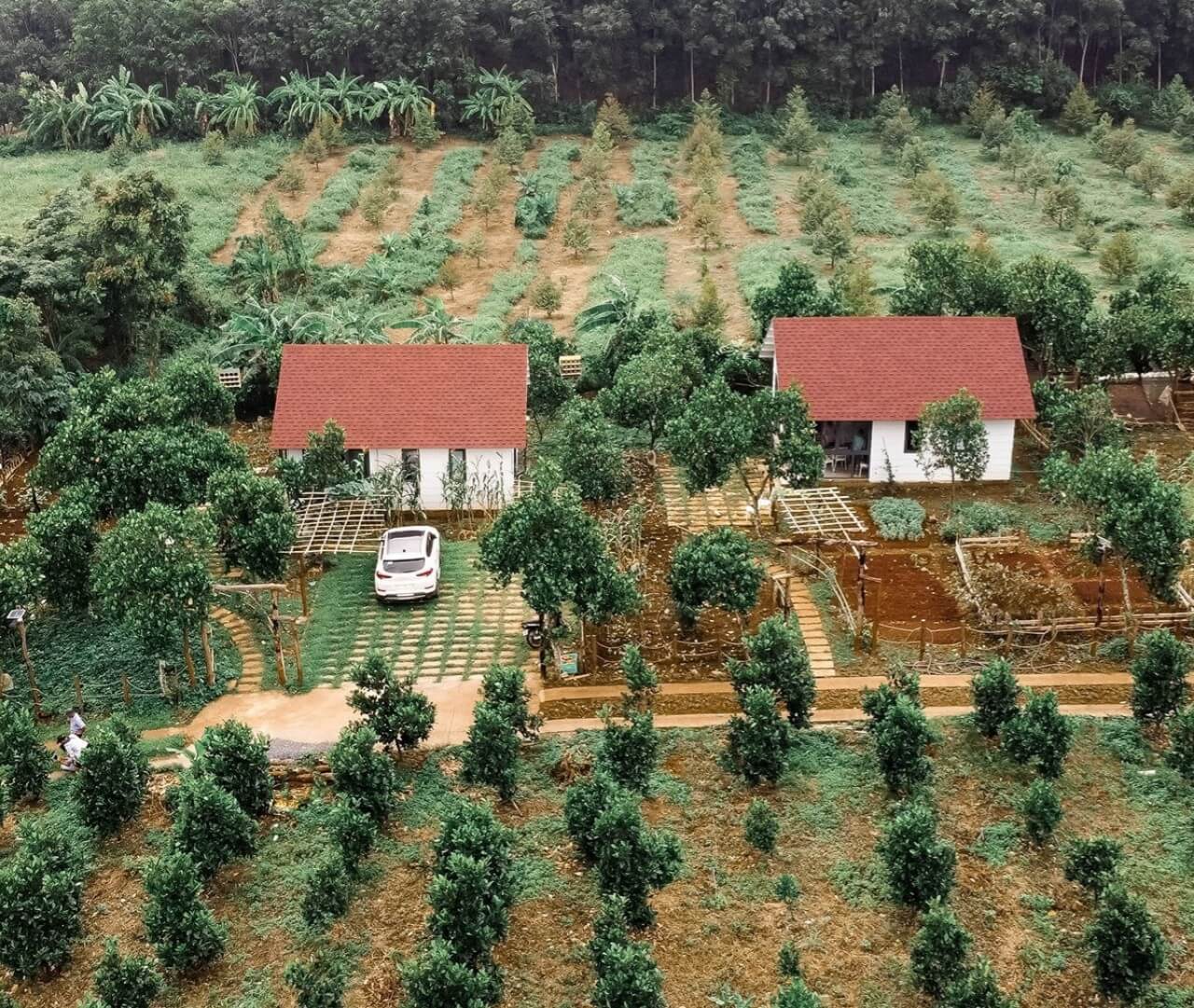 Diện tích tối thiểu tách thửa đất trồng cây lâu năm mới nhất