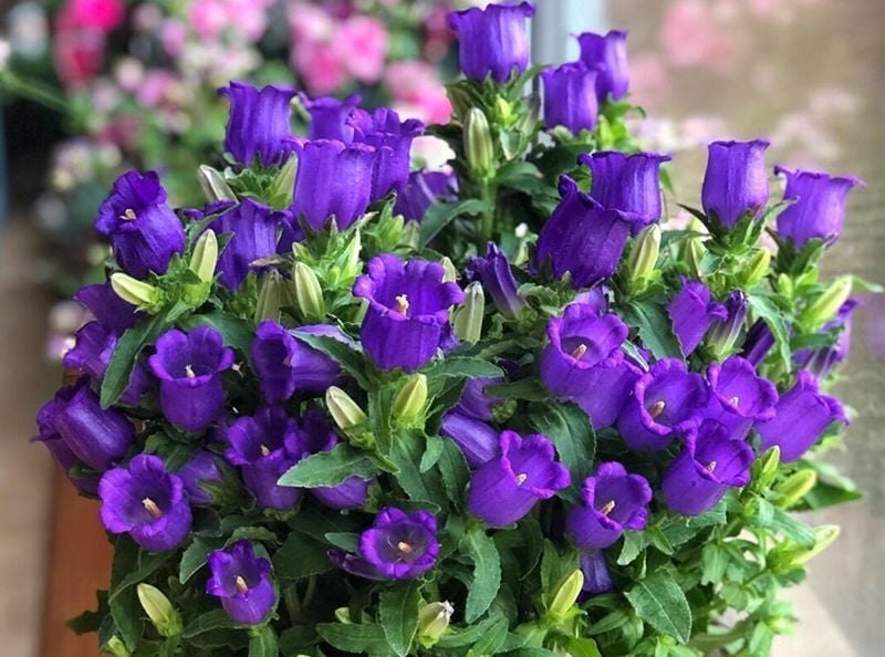 Mô tả về hoa chuông, các loài thực vật nổi bật, cách trồng và chăm sóc chúng tại nhà.