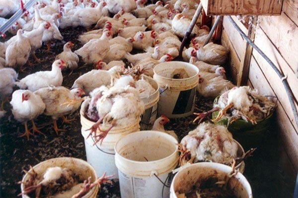 Bệnh cầu trùng ở gà là gì? Triệu chứng, phòng ngừa và điều trị | VIETMOSFARM