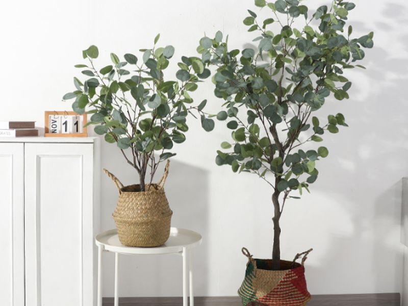 Hoa bạch đàn có ý nghĩa gì trong phong thủy và sức khỏe?