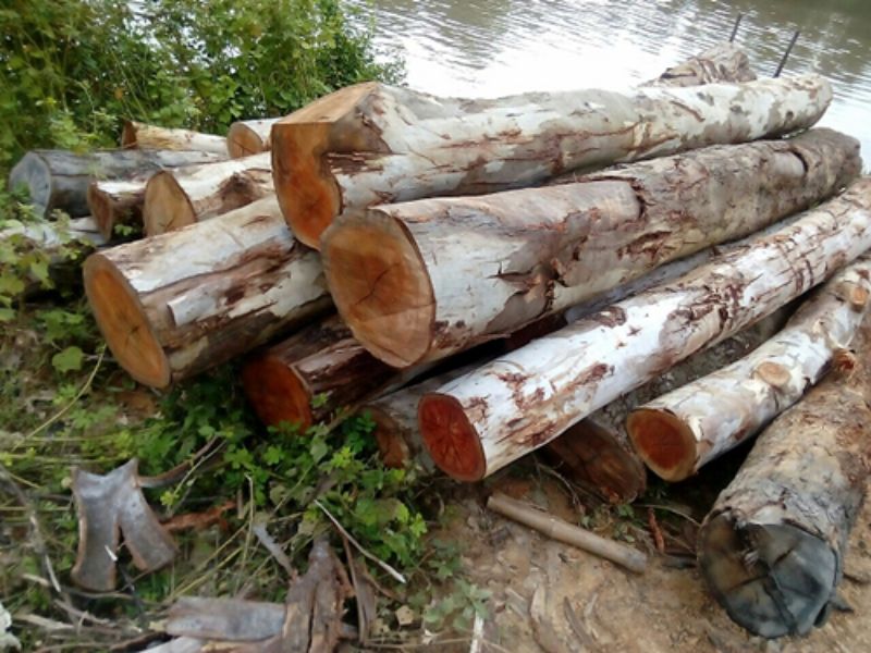 Hoa bạch đàn có ý nghĩa gì trong phong thủy và sức khỏe?