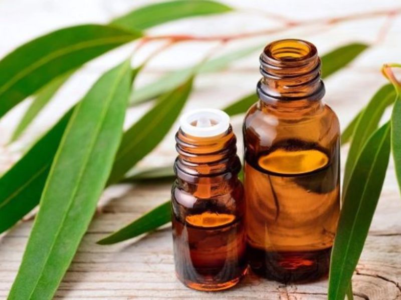 Hoa bạch đàn có ý nghĩa gì trong phong thủy và sức khỏe?