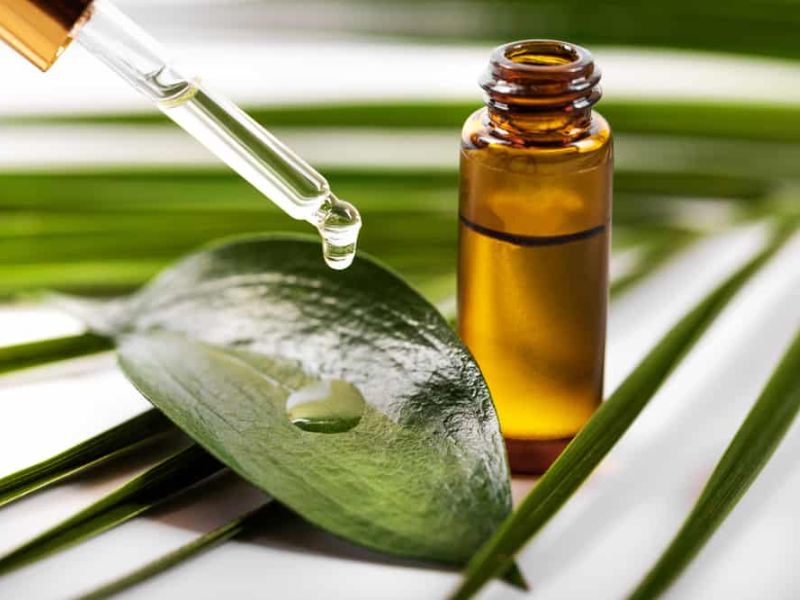 Hoa bạch đàn có ý nghĩa gì trong phong thủy và sức khỏe?