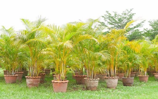Cách trồng cây cau cảnh đẹp, khỏe mạnh mang lại may mắn và tài lộc