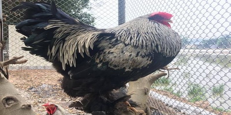 Giá bán gà Brahma trên thị trường Cập nhật giá bán Gà Brahma Kì Lân theo độ tuổi và màu sắc