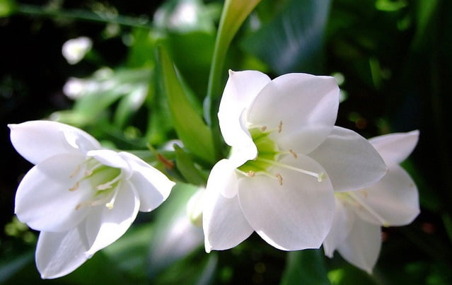 Ý nghĩa của hoa - Loài hoa quý phái của hoàng gia