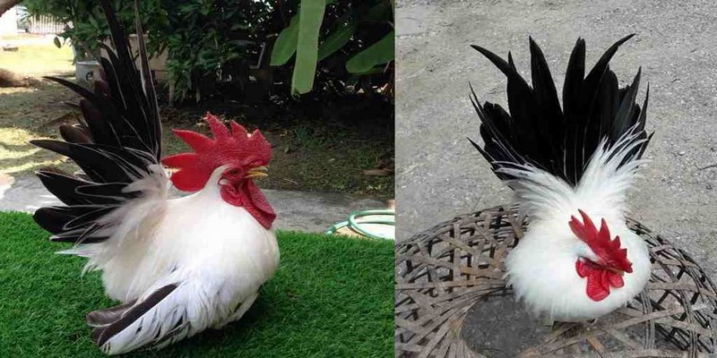 Chia Sẻ Cách Nuôi Gà Thái Kiểng Đẹp