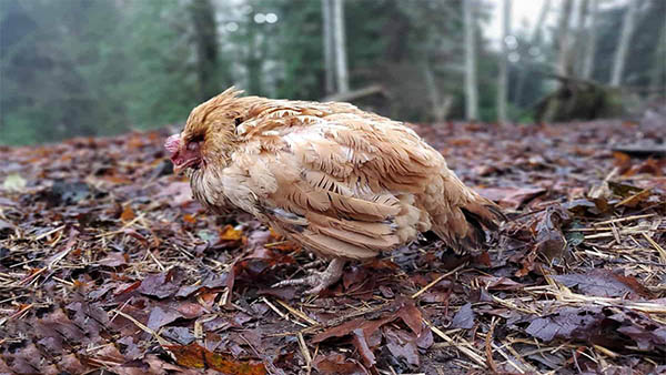 03 dấu hiệu bệnh cầu trùng ở gà ghép viêm ruột hoại tử