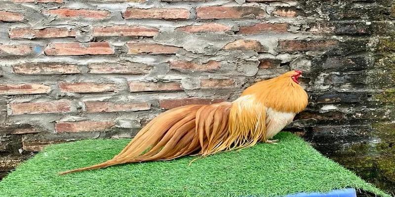 Gà Phoenix Lai Tân Châu Và Những Điều Quan Trọng Cần Biết 4 Gà Phoenix Lai Tân Châu Và Những Điều Quan Trọng Cần Biết - JUN88