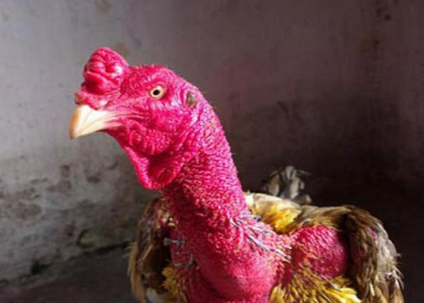 Nhận biết gà chọi nòi đá hay